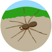 Image d'une araigné - page de service C-vert