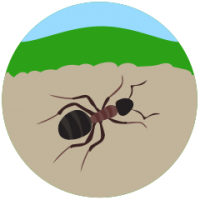 Image d'une fourmis - page de service C-vert